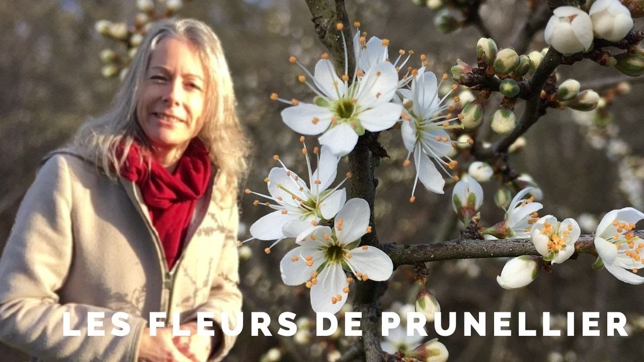 Fleurs de prunellier