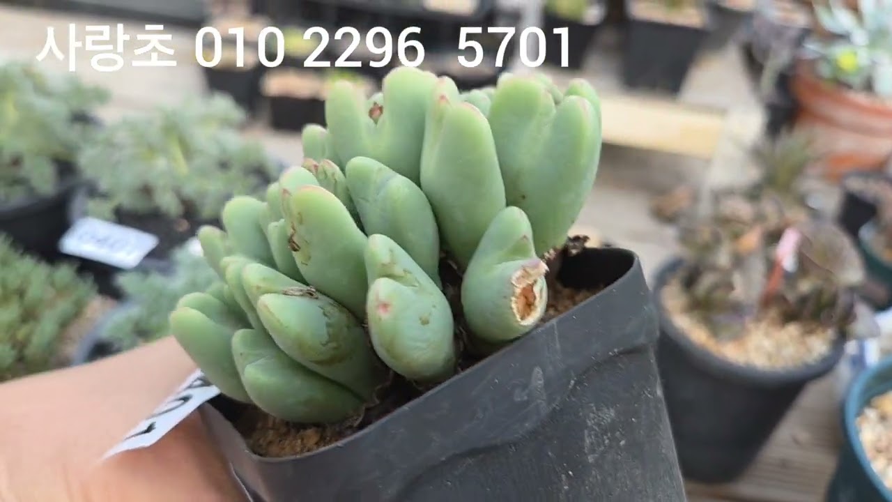 2/21아프리카식물 문자로번호 주세요