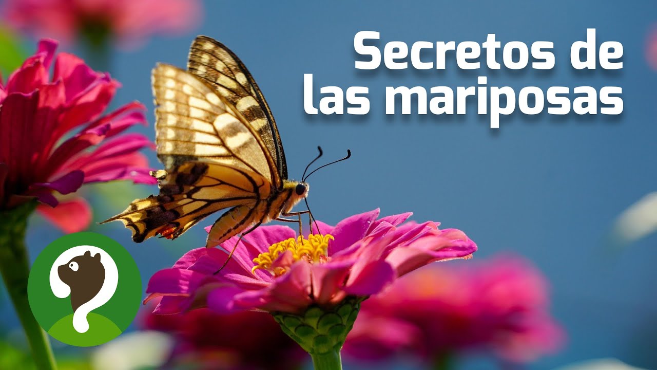 De oruga a leyenda: secretos épicos de las mariposas
