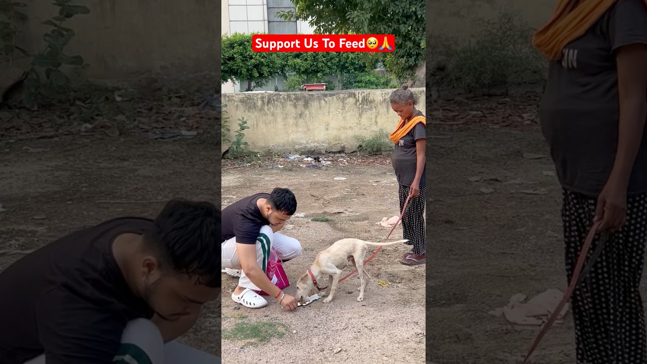 Support Us🙏 Feeding Stray Dogs❤️ #dog #feed #shorts #love #feedingfurfriends