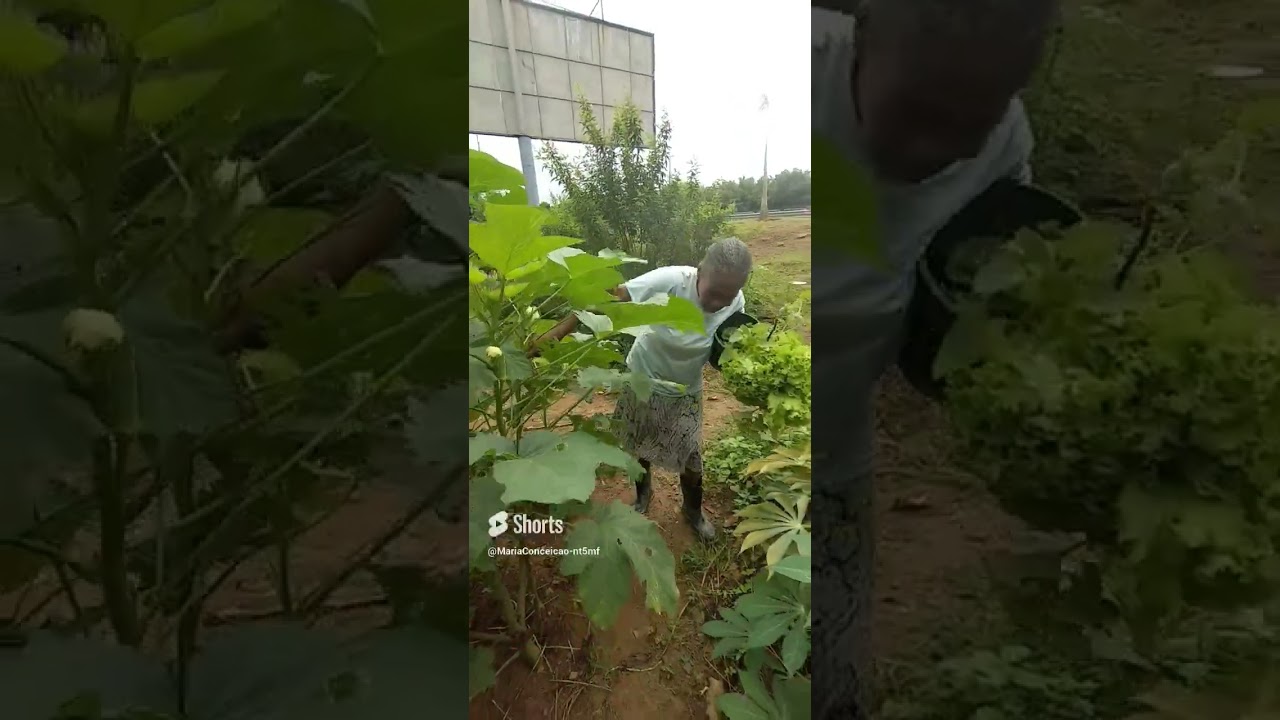 Colhendo quiabo na roça- Conceição bispo