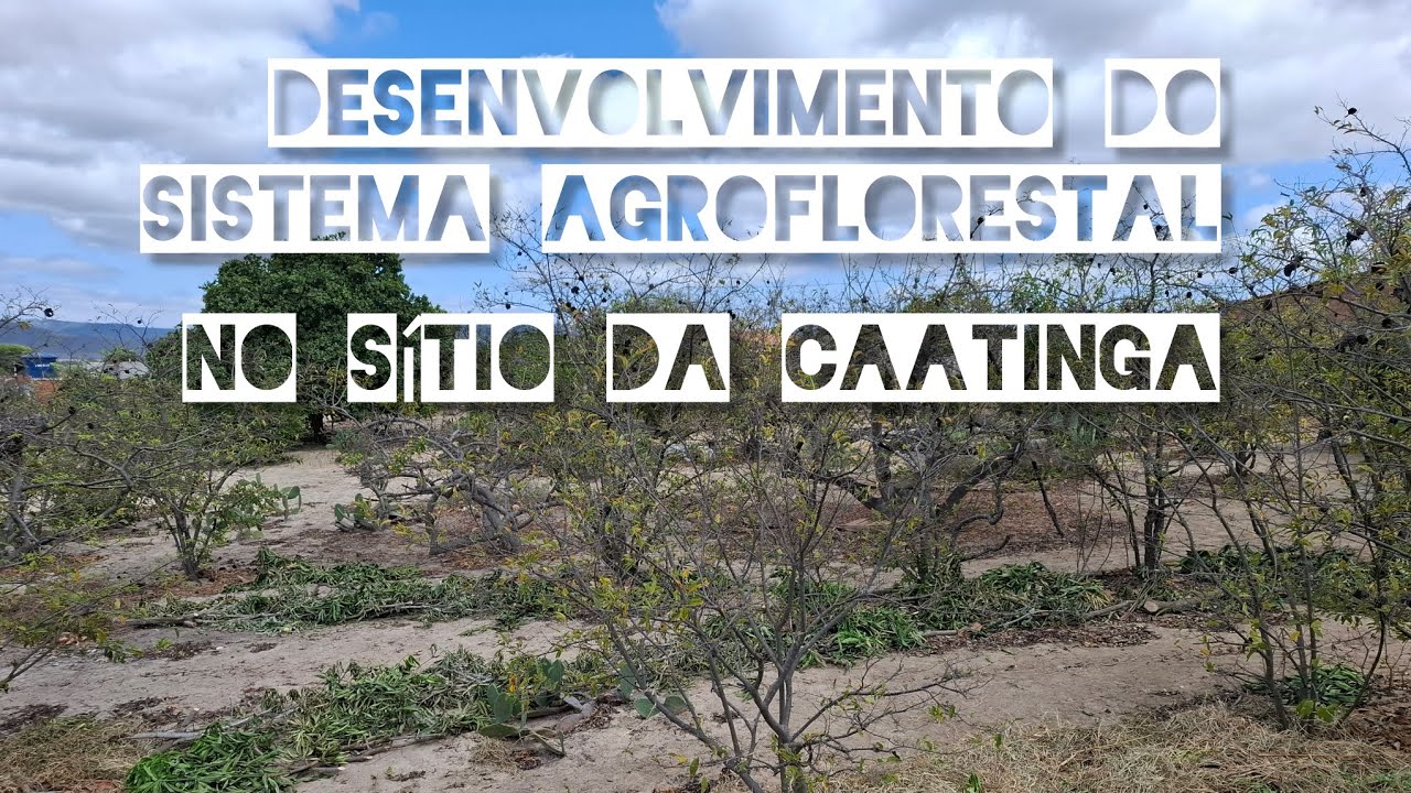 Desenvolvimento do sistema agroflorestal no Sítio da caatinga