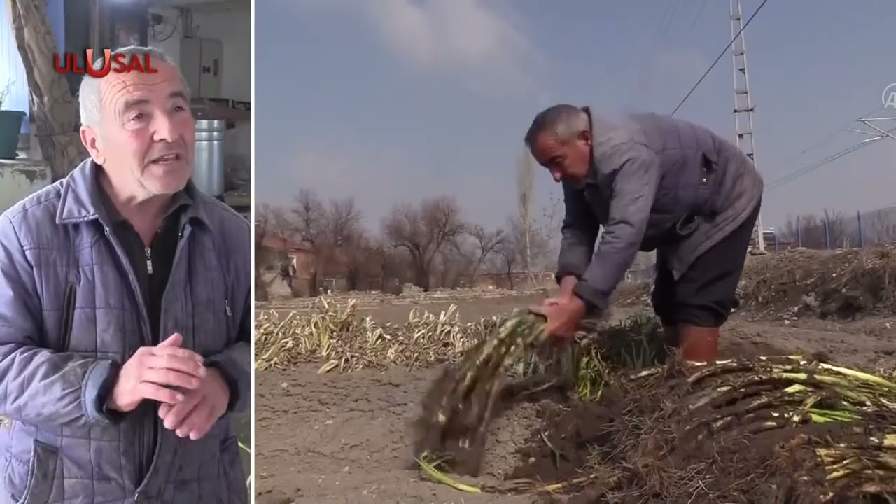 Kayseri'de toprağa g&ouml;m&uuml;len pırasalar satışta