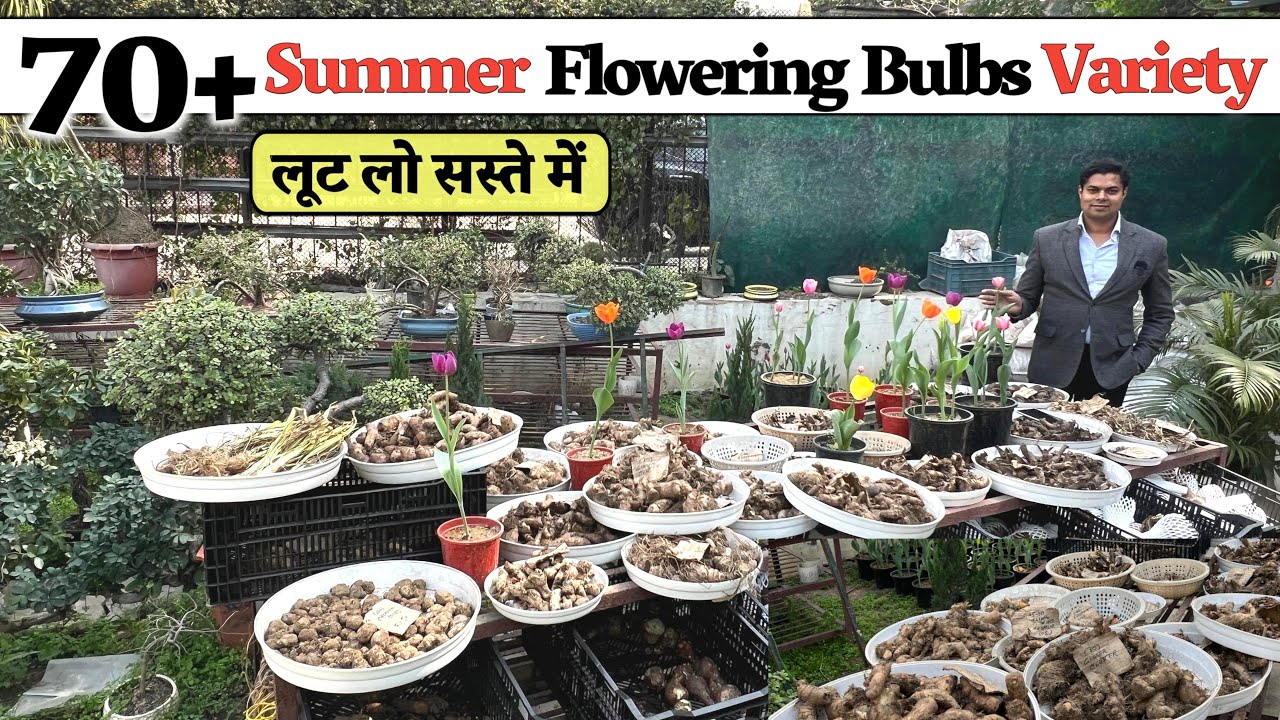 इतनी सारी 70+ Variety Summer Flowering Bulbs, लूट लो सस्ते में