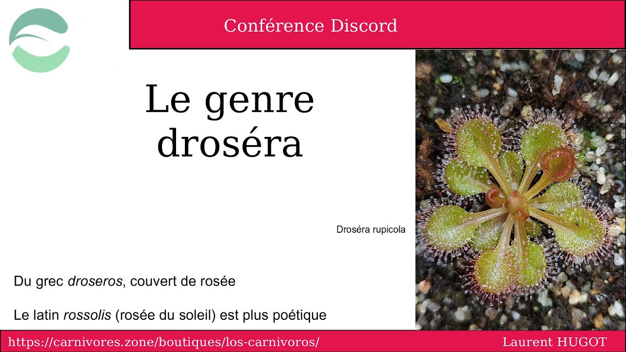 Le genre Drosera par Laurent Hugot