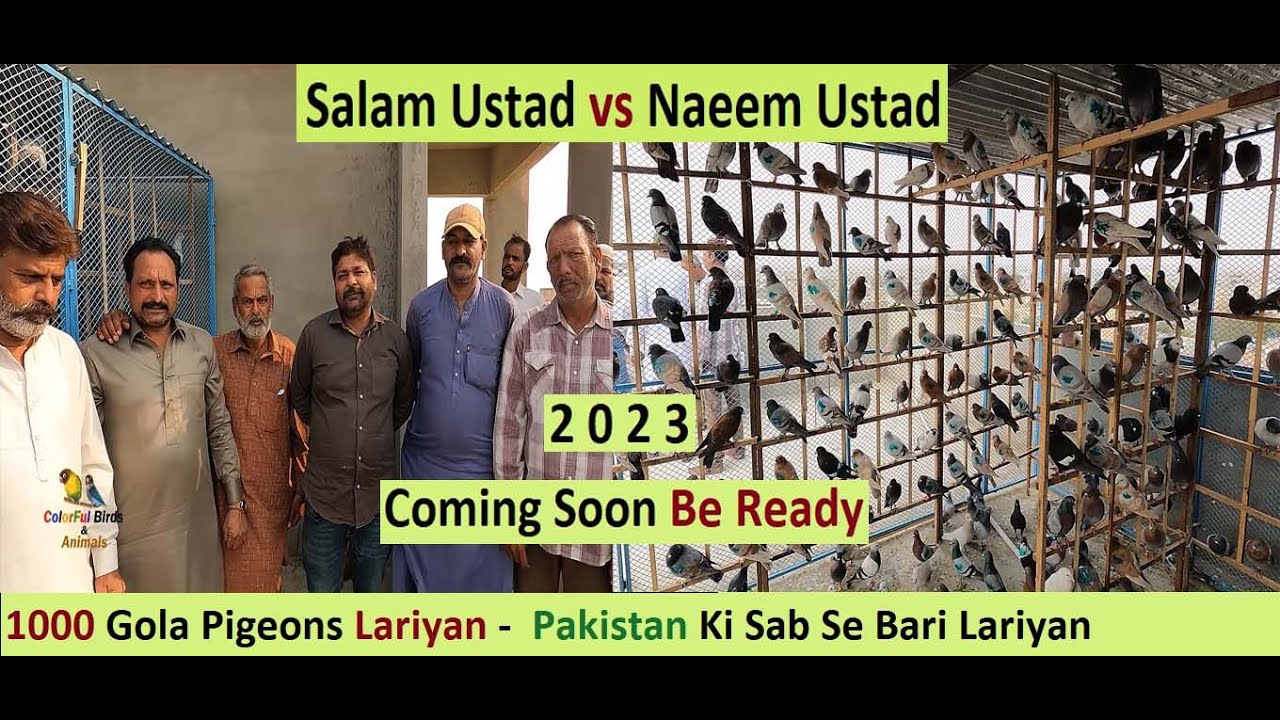 Pakistani 1000 Gola Pigeons Lariyan -  Pakistan Ki Sab Se Bari Lariyan Coming Soon Be Ready