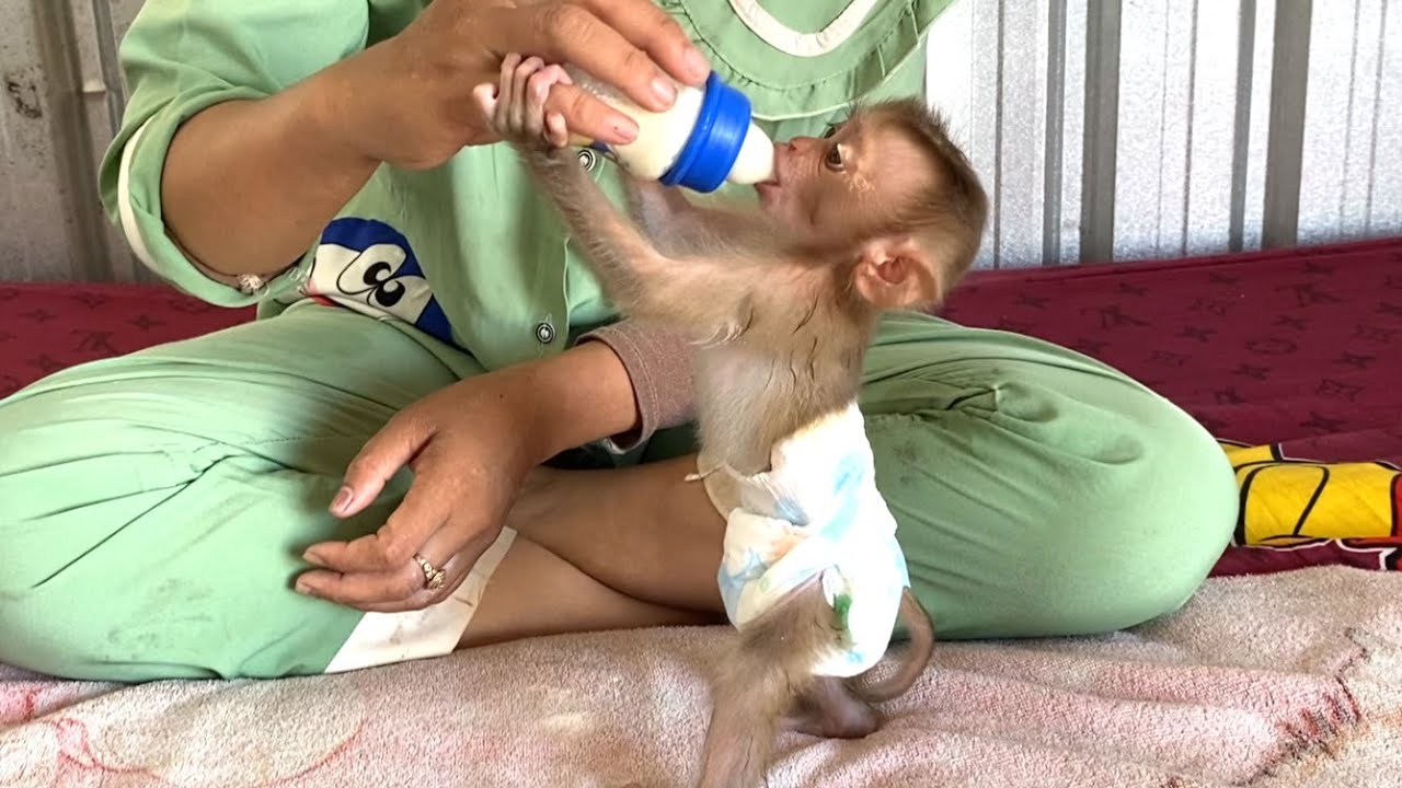 So cool!! The amazing Baby monkey  LIORA stands and drinks milk to give her body energy