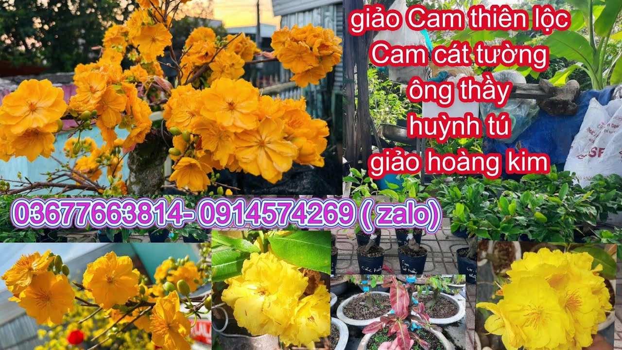 ❤️‍🔥💥Mai giảo cam thiên lộc-cam cát tường- giảo ông thầy -mai huỳnh tú- giảo H.kim 0367663814