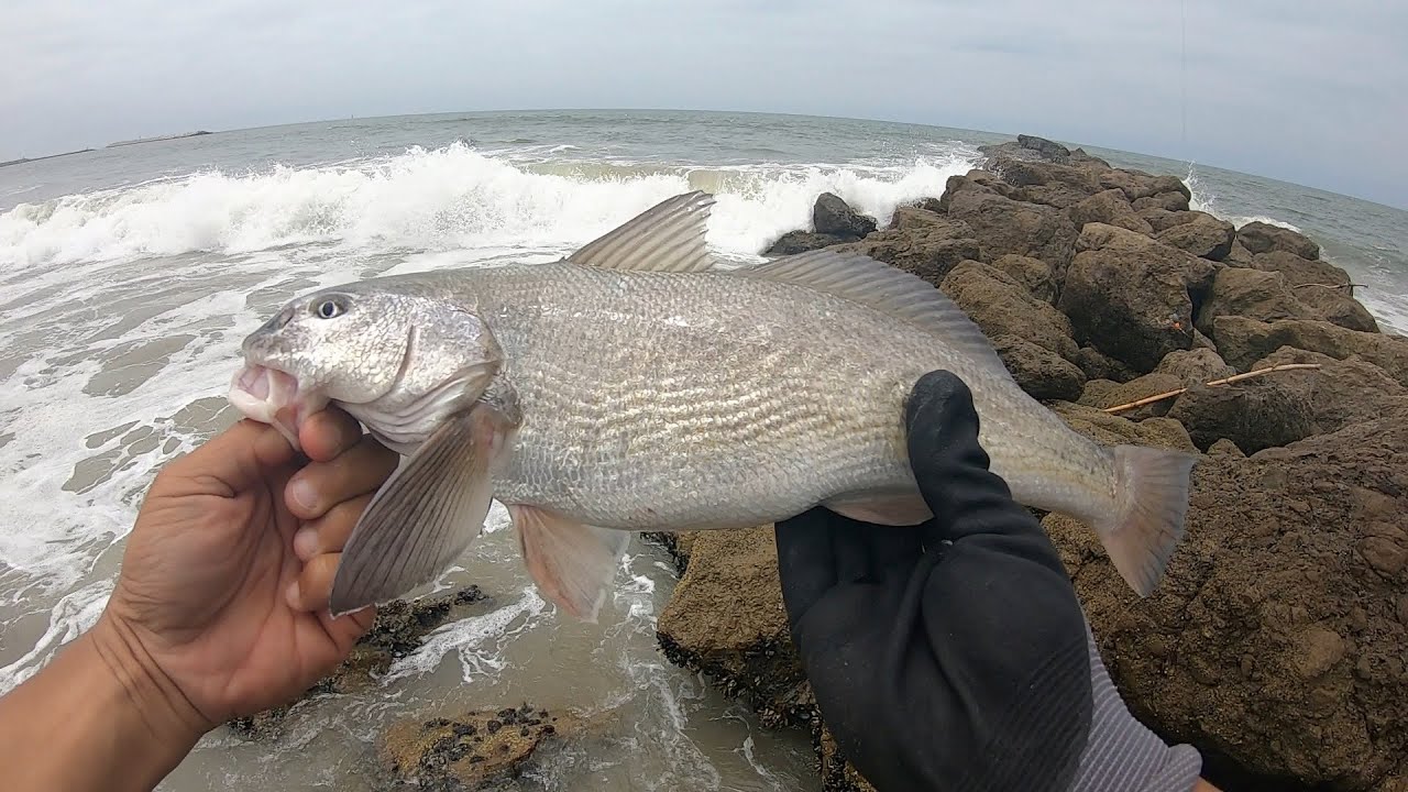 Multi species day surf fishing with 805 custom baits in Ventura county.surf perch,corbina & bat ray