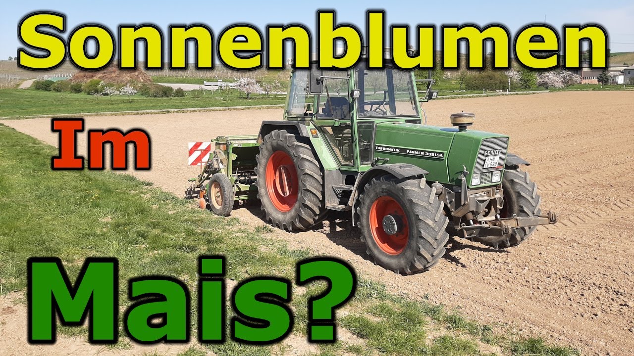 Sonnenblumen in Mais säen mit Fendt Farmer 309 LSA und Amazone D9-30 Spezial