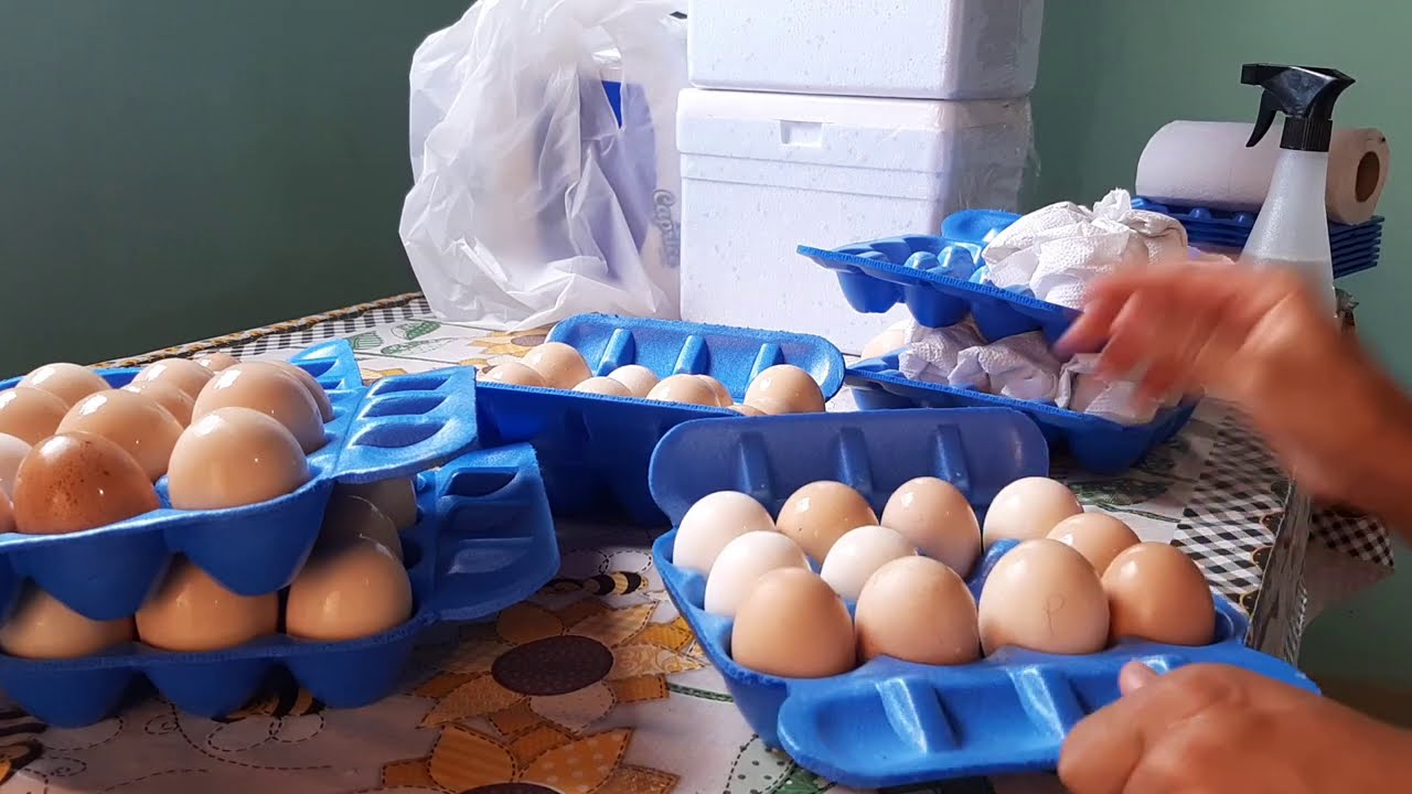 Como DESINFECTAR OVOS para CHOCAR | Mundo Caipira