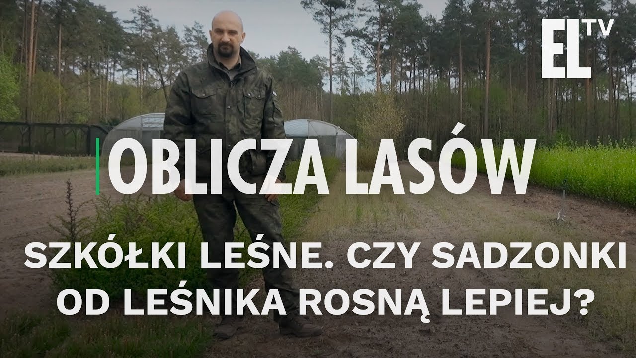 Szkółki leśne. Czy sadzonki od leśnika rosną lepiej? | Oblicza lasów #53