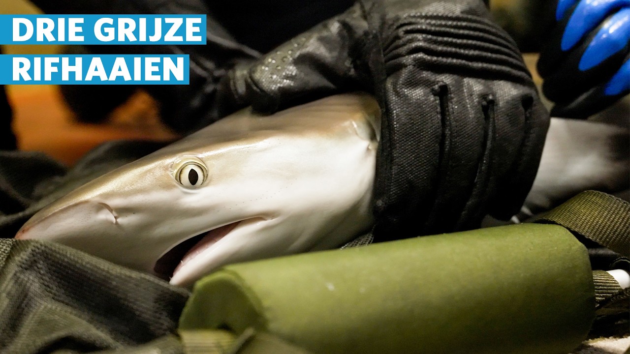 Grijze rifhaaien Burgers' Zoo slagen voor examen 🦈🎓