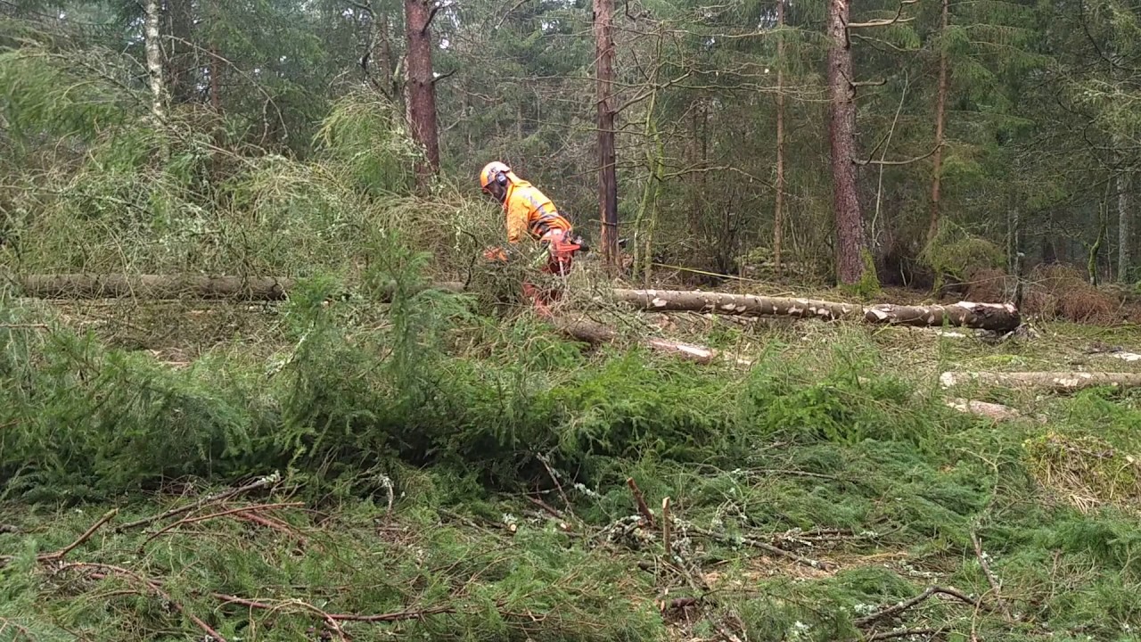 Kvistning