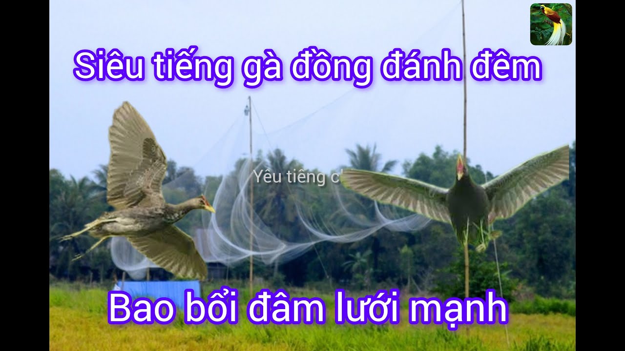 Siêu tiếng gà đồng đánh lưới đêm tháng 10 bao bổi đâm lưới mạnh