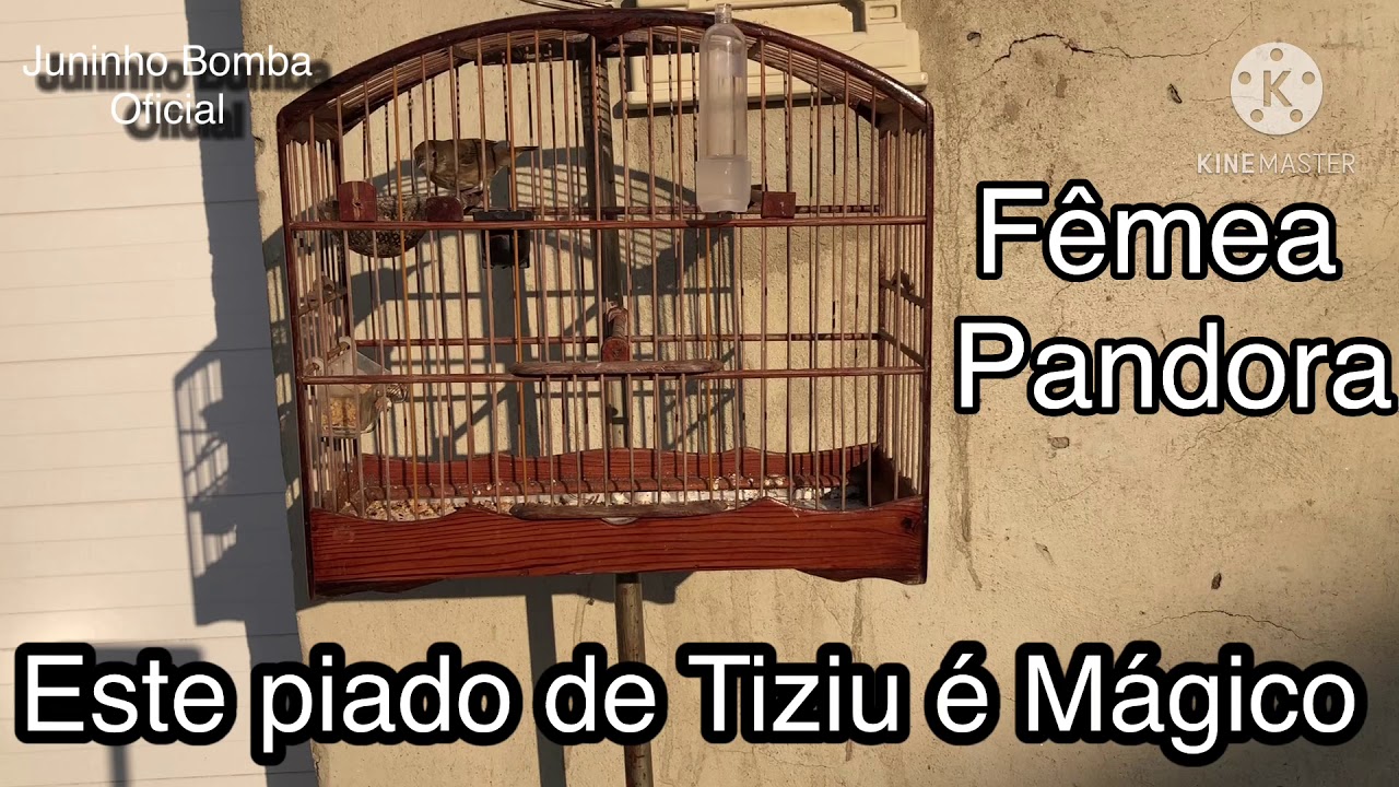 NOVO PIADO DA MELHOR F&Ecirc;MEA DE TIZIU DO MUNDO &ldquo;PANDORA&rdquo; | Juninho Bomba