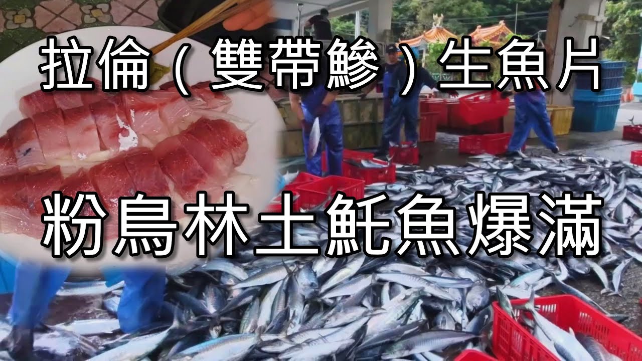 拉倫（雙帶鰺）生魚片 粉鳥林定置網捕魚