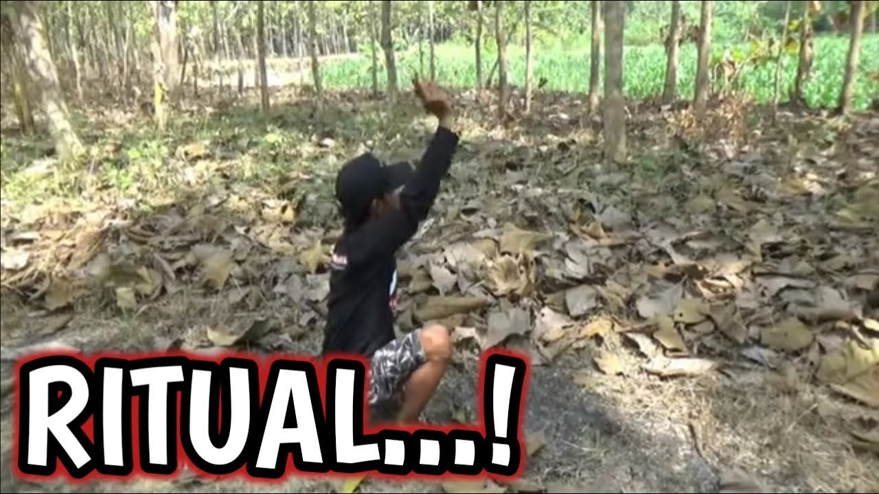 GAK MAU KALAH..! RITUAL PUN TERPAKSA SAYA LAKUKAN @Perkutut Chanelku