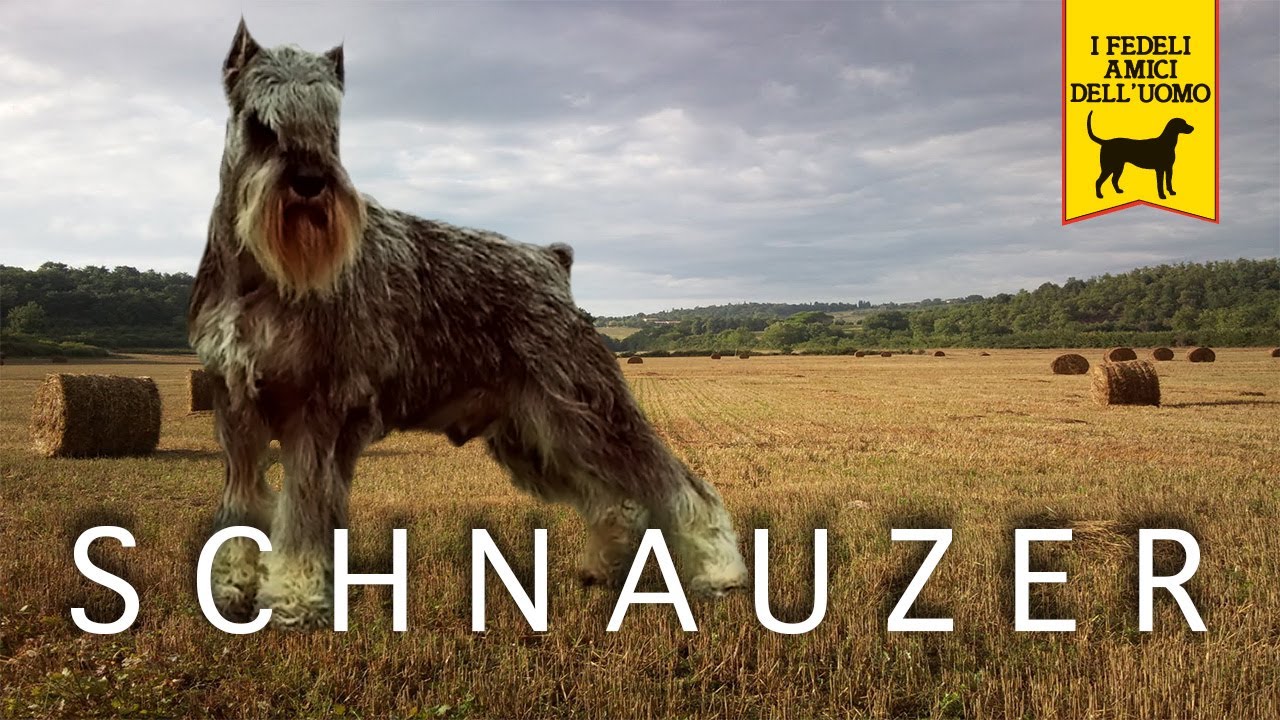 SCHNAUZER trailer documentario