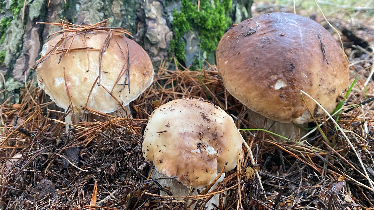 BOLETUS EDULIS ( ÚLTIMOS COLETAZOS, ANTES DEL FRÍO )