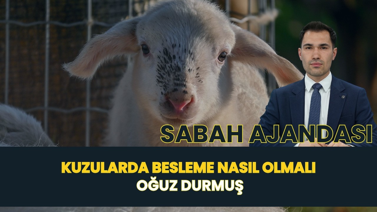 SABAH AJANDASI I KUZULARDA BESLEME NASIL OLMALI - OĞUZ DURMUŞ