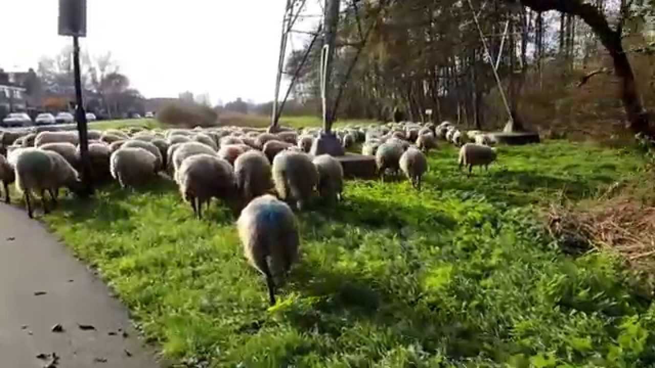 Leidschendam - Schaapherder Thomas met kudde - 13 november 2014