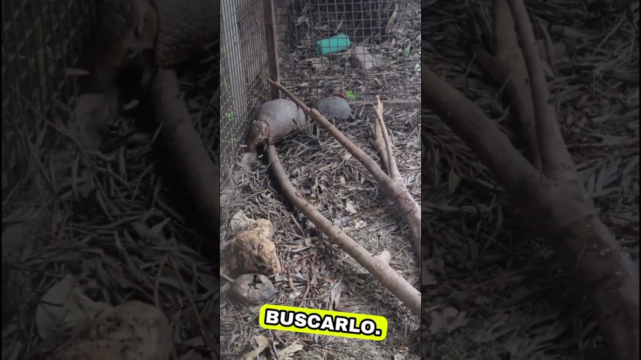 Quirquincho Mataco o mataco bola (Tolypeutes mataco)#fundacionrescatedeautoctonos 