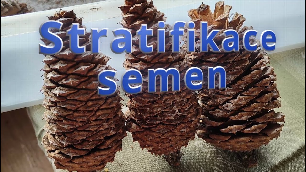 Stratifikace semen: Kompletní DIY postup, jak probudit semínka k životu!