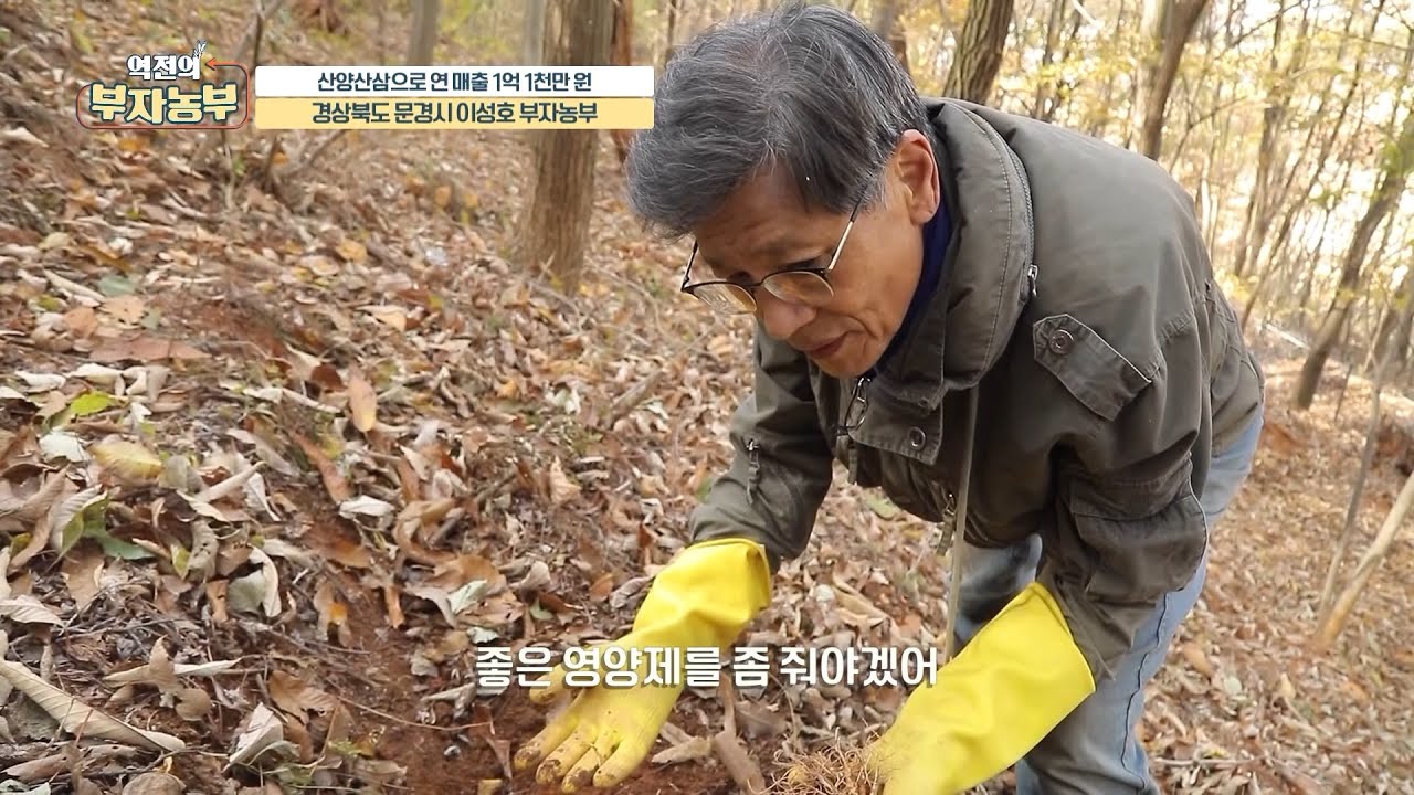 ['심봤다!!' 연 매출 1억 1천만 원!] 산양삼에 주는 좋은 영양제?!