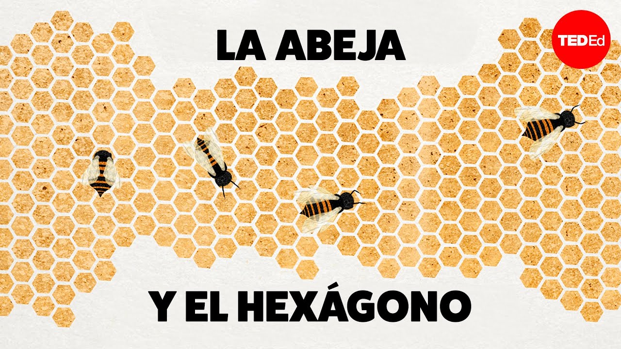¿Por qué las abejas adoran los hexágonos? - Zack Patterson y Andy Peterson