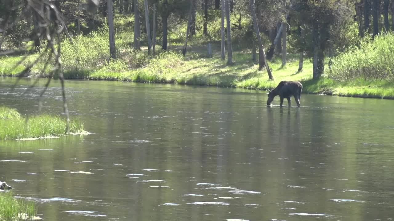 Island Park offers more than just a gateway to Yellowstone National Park