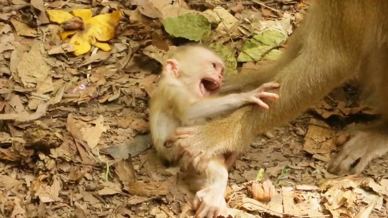 New baby Monkey Lucie 2023
