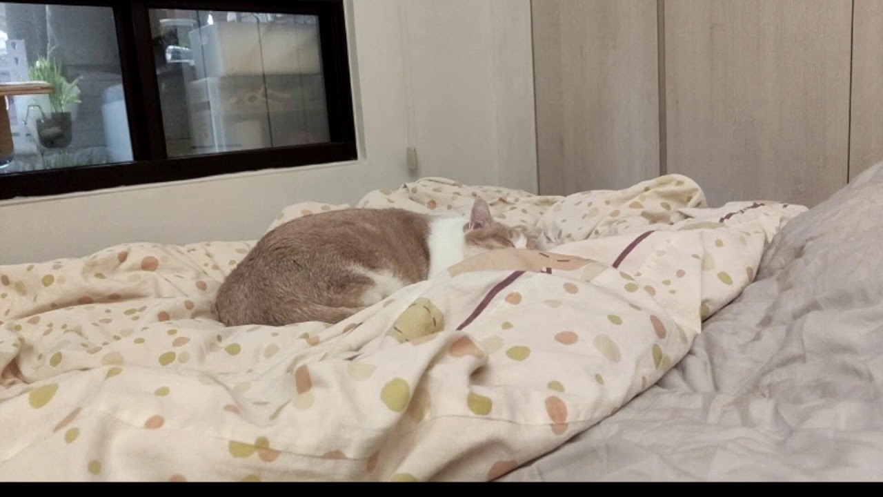 🐱🐱🐱 cat live stream 貓貓直播 猫のライブ