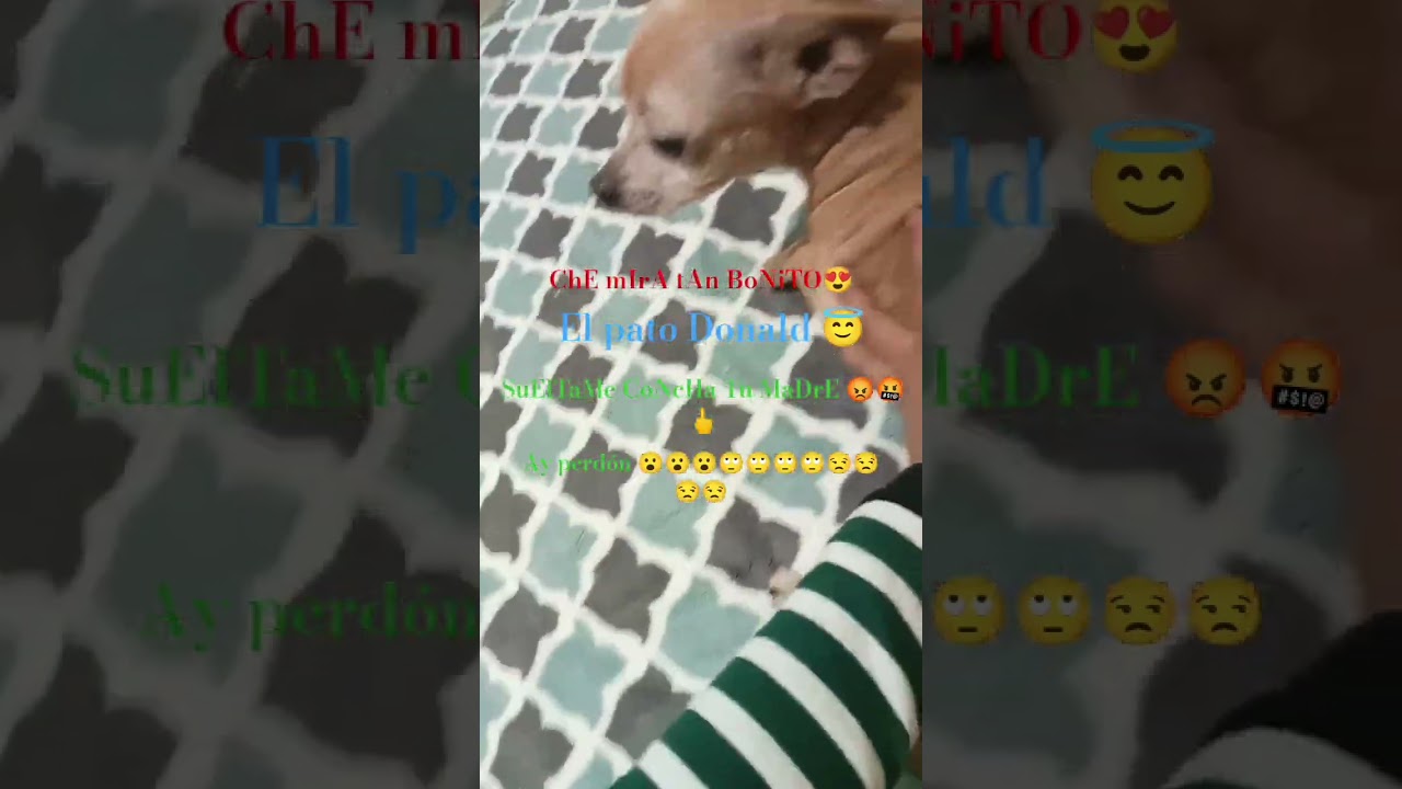 EL PATO DONALD 🤑🗣️🔥⁉️💥 