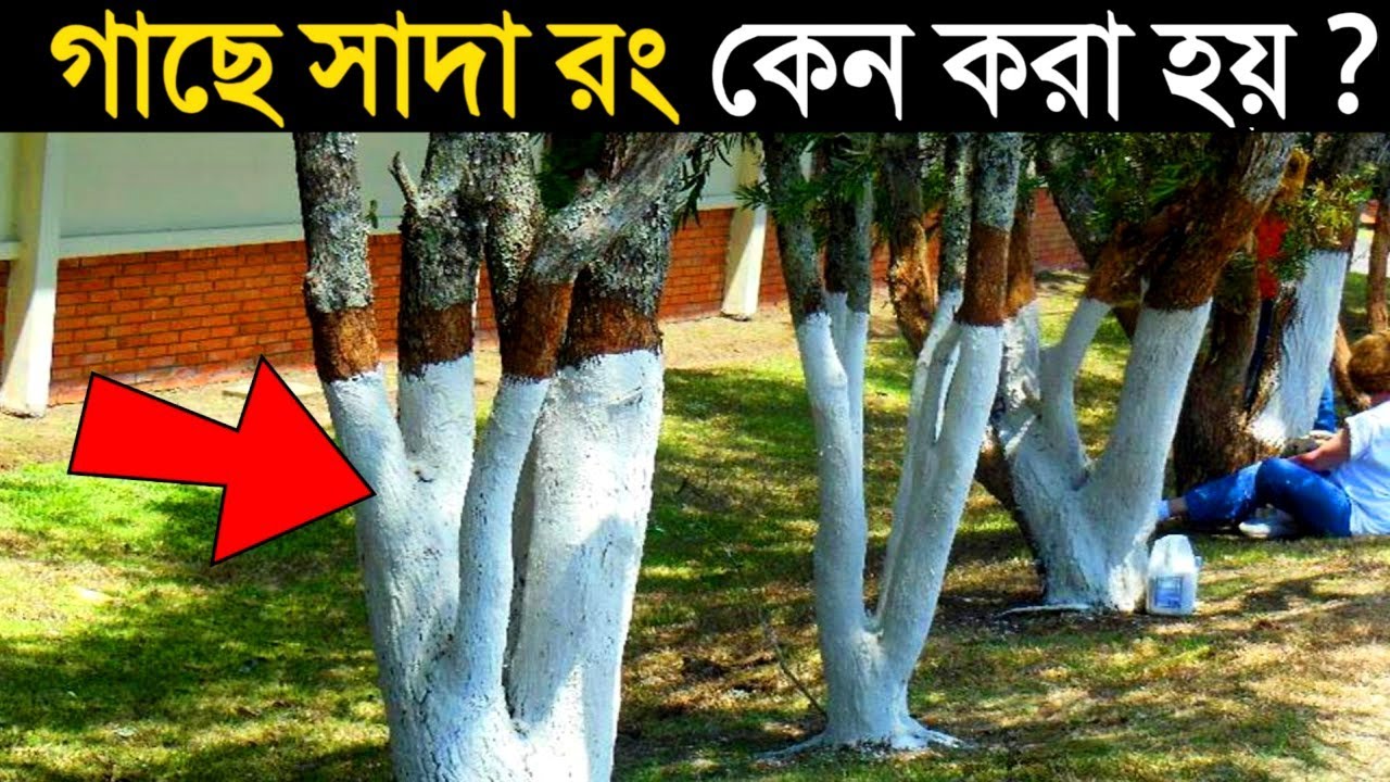 গাছের গুড়িতে সাদা রং কেন করা হয় | Random Facts in Bangla | Most Enigmatic Facts_ MKtv Bangla