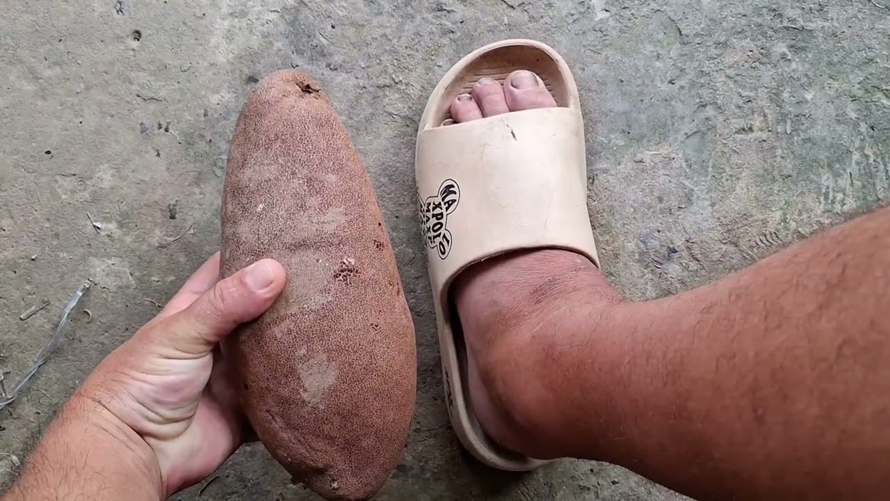 Огромный белуну (Mangifera caesia) в деревне племени Лумбаванг на Борнео.