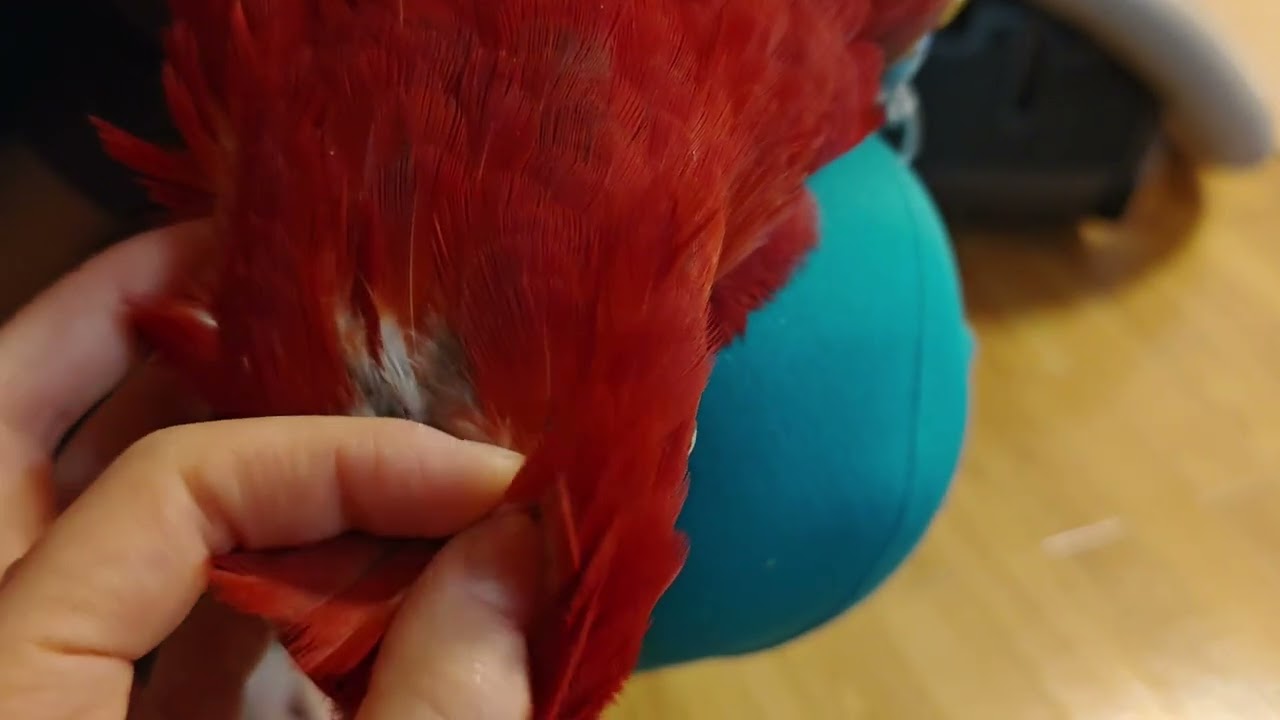 筆毛ほぐし(ロングver)