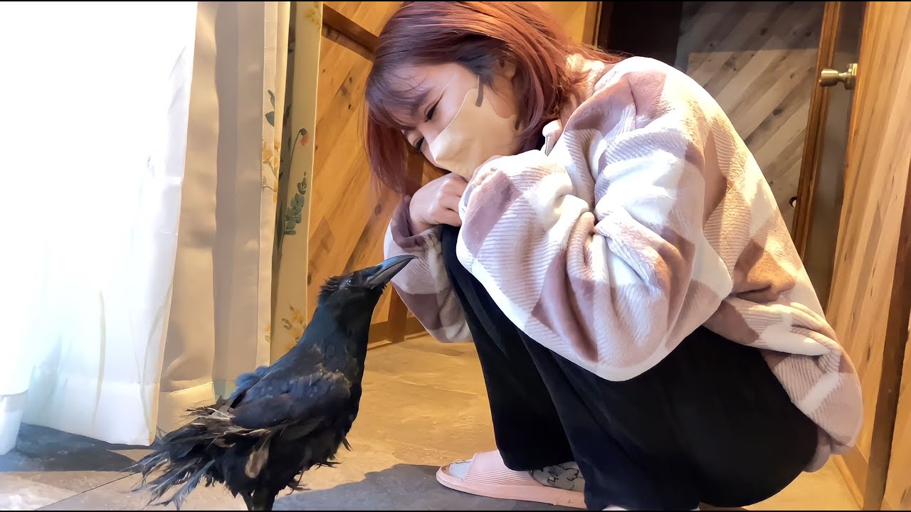 たとえ飛べなくても決して諦めないカラスがママにだけ見せる絆。