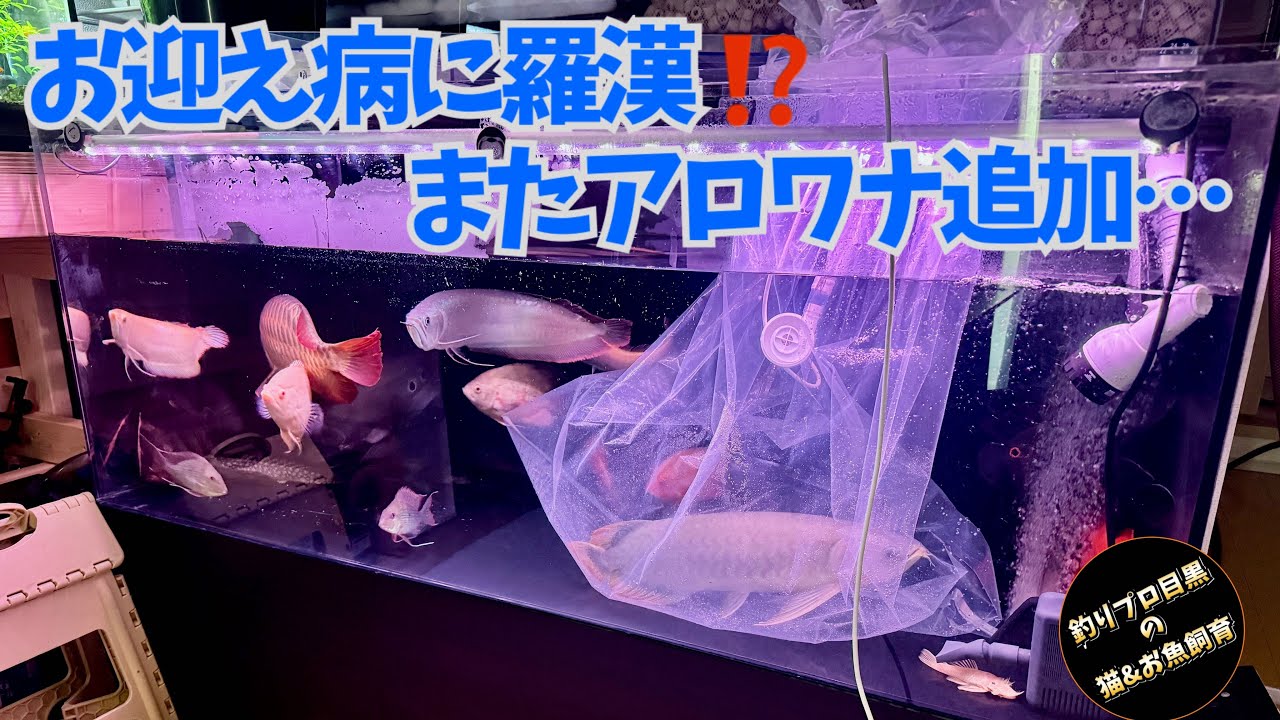 お迎え病に羅漢しました…またアロワナを追加😅