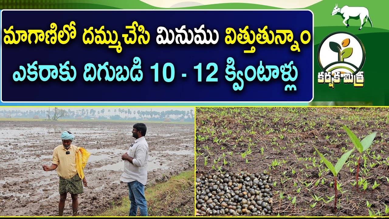 మాగాణిలో దమ్ము చేసి మినుము చల్లితే అధిక దిగుబడి | Black gram farming in Rice Fallows |Karshaka Mitra