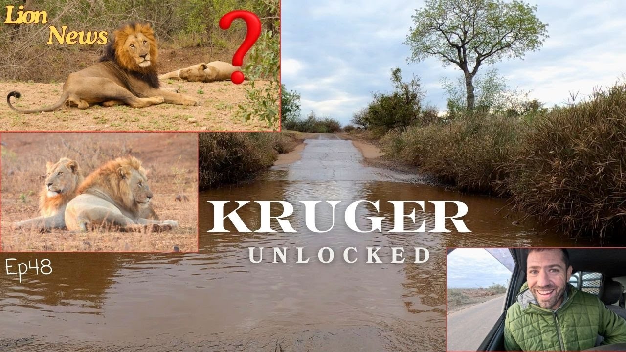 Back with Lion News and Updates From the South!