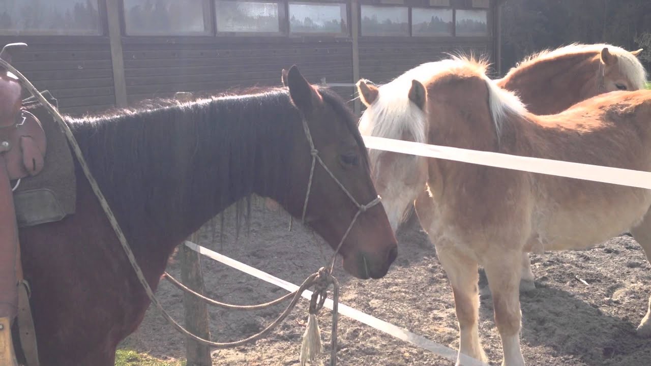 Mare in heat 2 - 31.03.2014