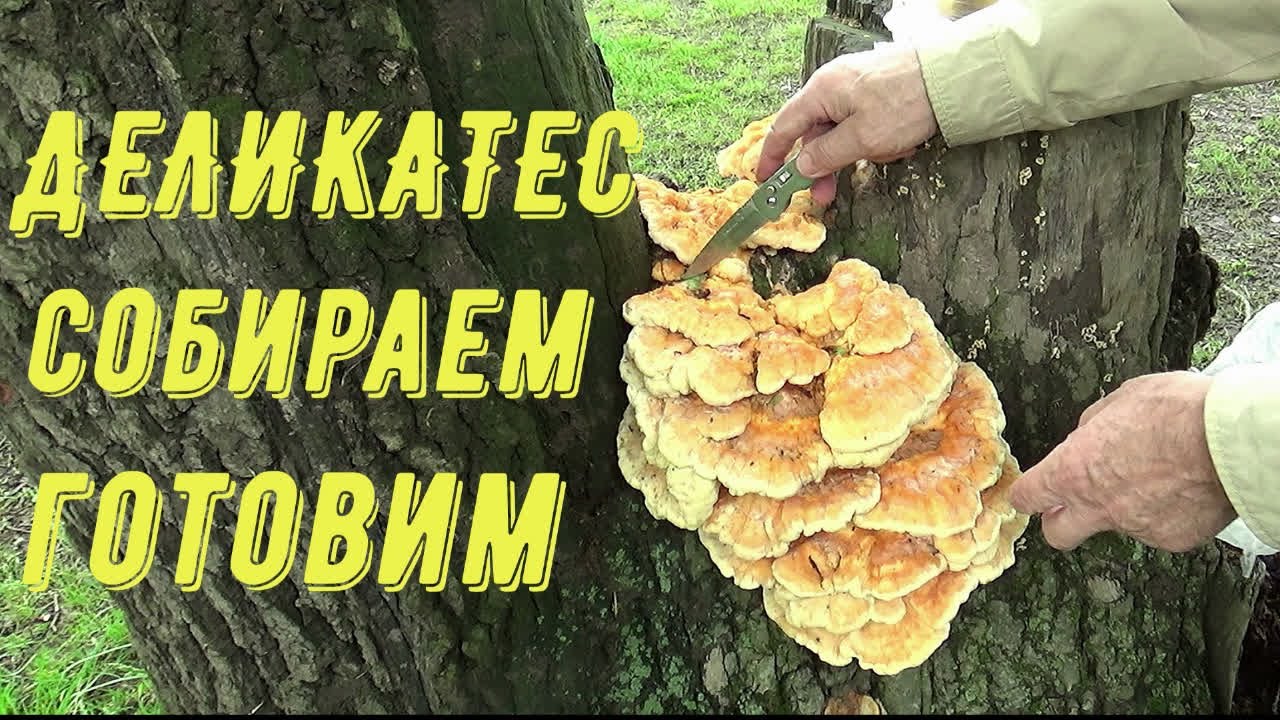 Гриб Трутовик серно-жёлтый. Сбор и готовка деликатеса