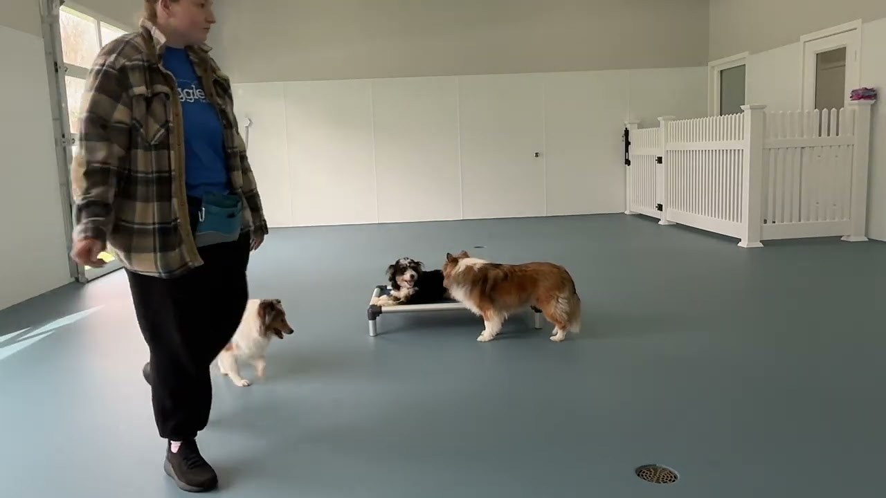Roxie- Working on sit, down, leave it, place, come, look, gentle, and wait