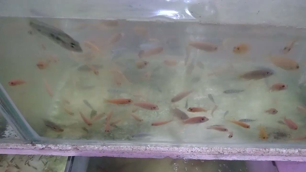 Multifish //@avrhealthylife863