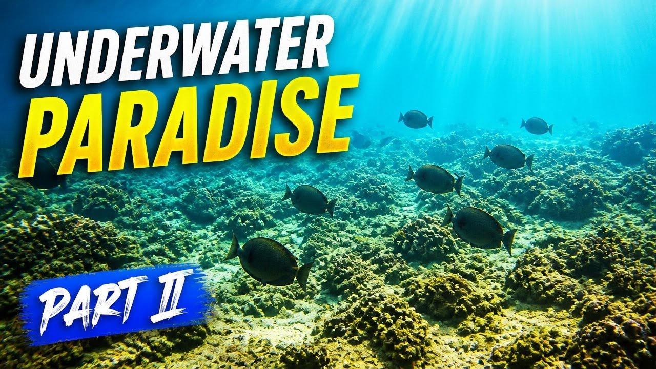 Turtle Bay: Underwater Paradise - Part II