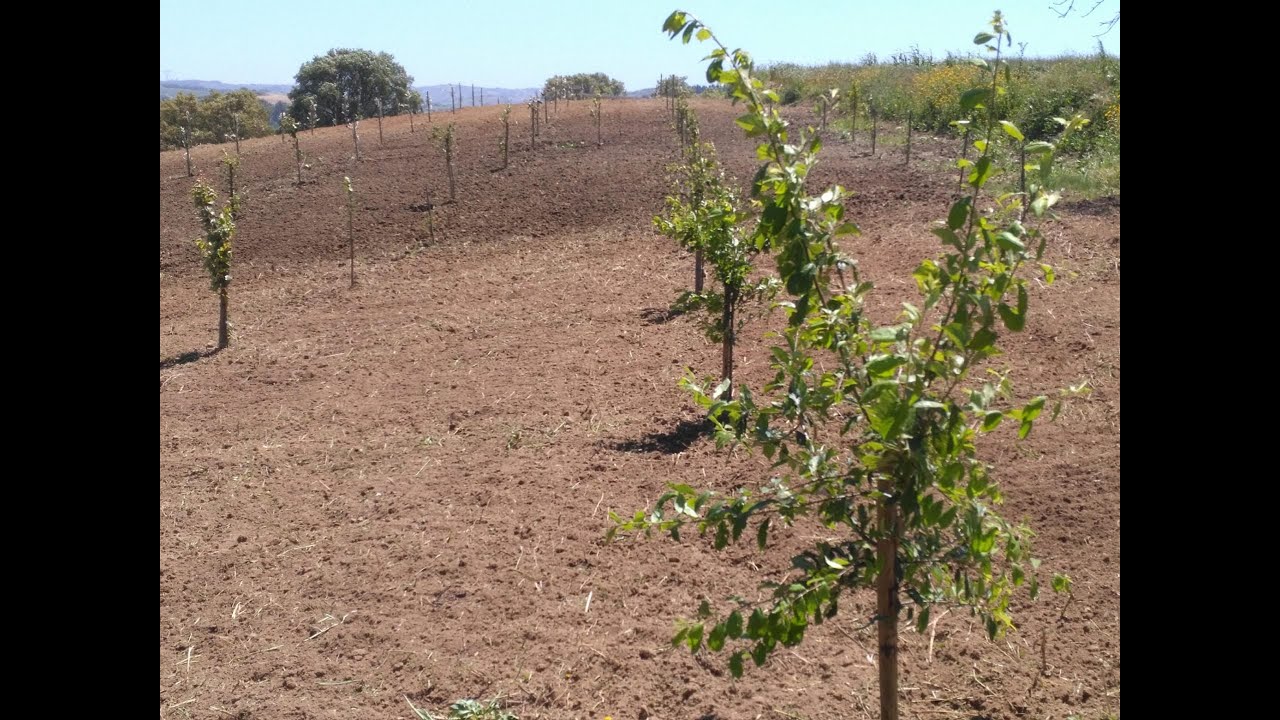 Что посадили на огороде в Португалии