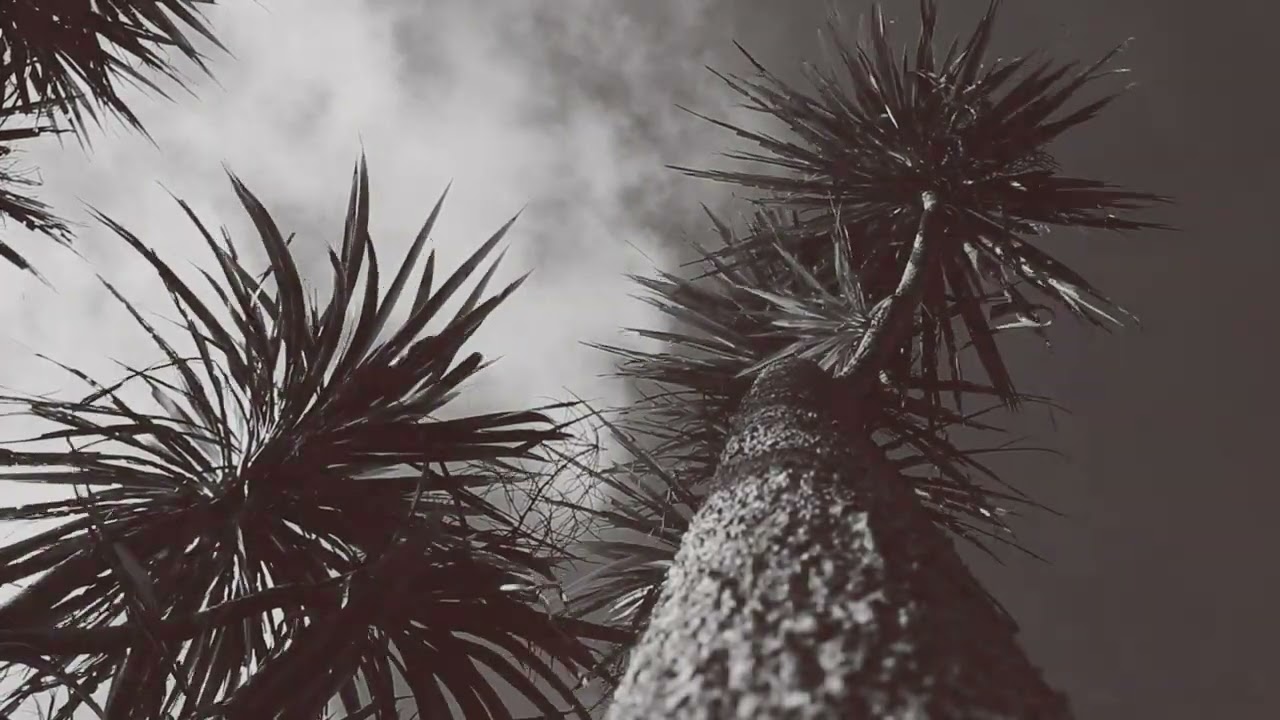 Jess Cornelius - Tui Is a Bird (The Work) (Official Visualizer)