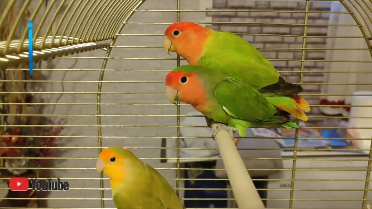 Episodio 56 Grande sorpresa per voi #roseilcollis #inseparabili #inseparables #agapornis #lovebirds