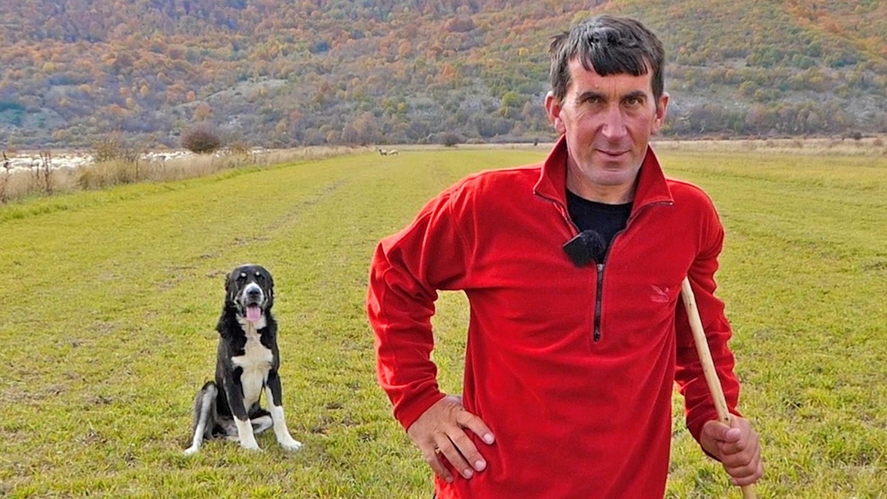 Od jutra do sutra: Najpoznatiji pastir na glamočkom polju s 800 ovaca